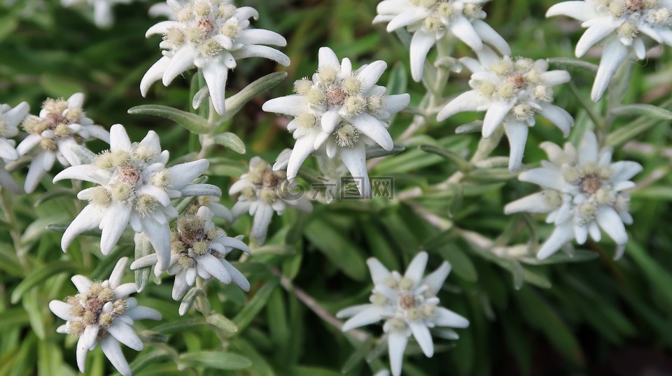 edelweiss,瑞士人,采尔马特