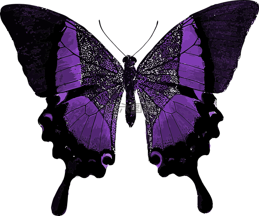 紫色 蝴蝶 多彩高清图库素材免费下载 图片编号 六图网