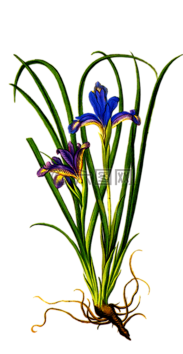 植物,鸢尾花,紫色