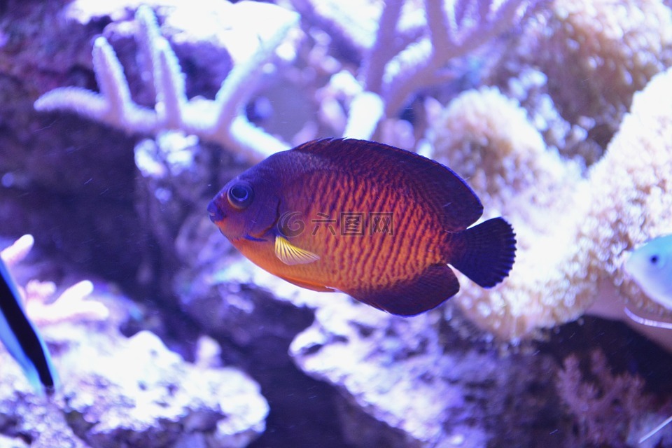 鱼,水海洋,水族馆