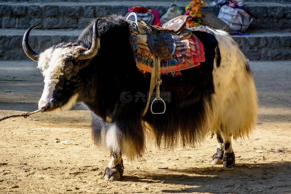 马拉里,喜马拉雅山,牦牛