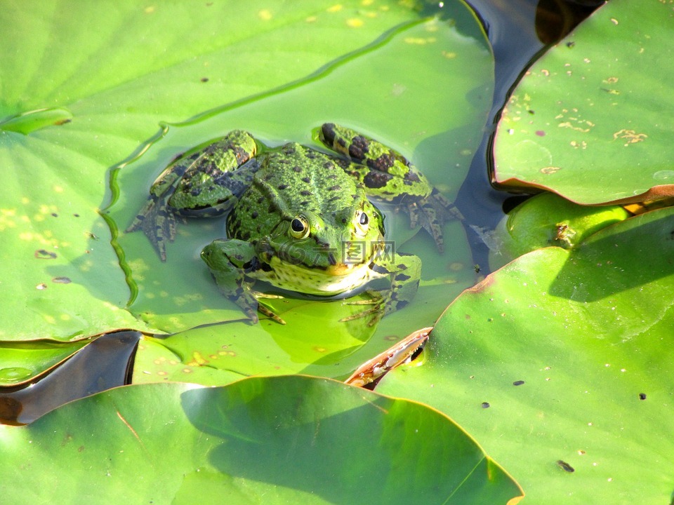 蛙池,青蛙,绿色