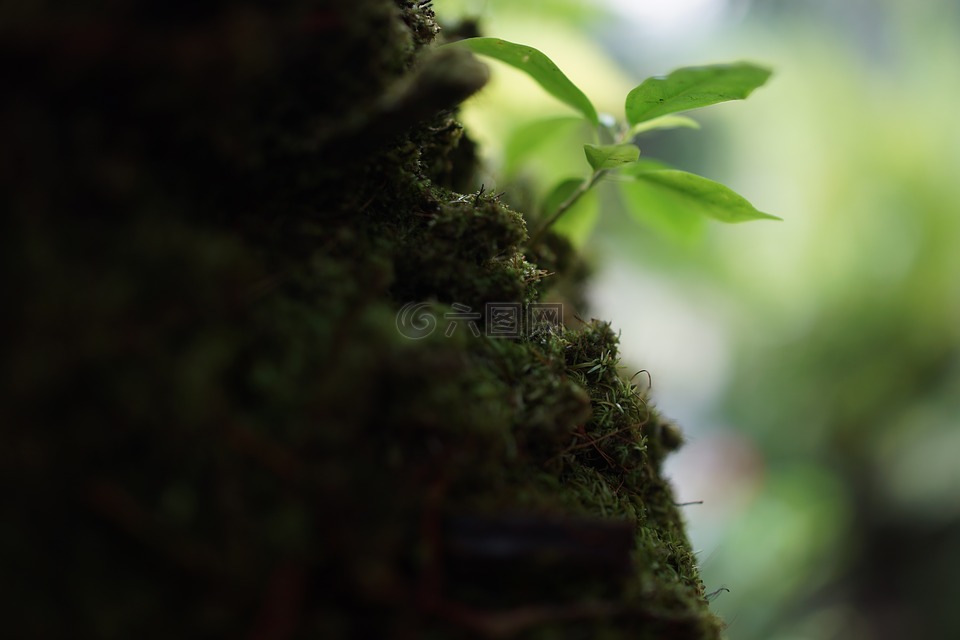 藓类植物,非血管植物,草本的