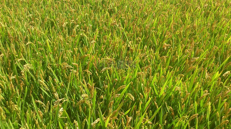 麦田,水稻,培养