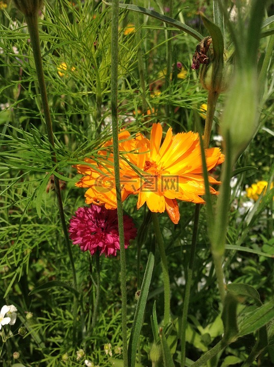 鮮花,花園,春天