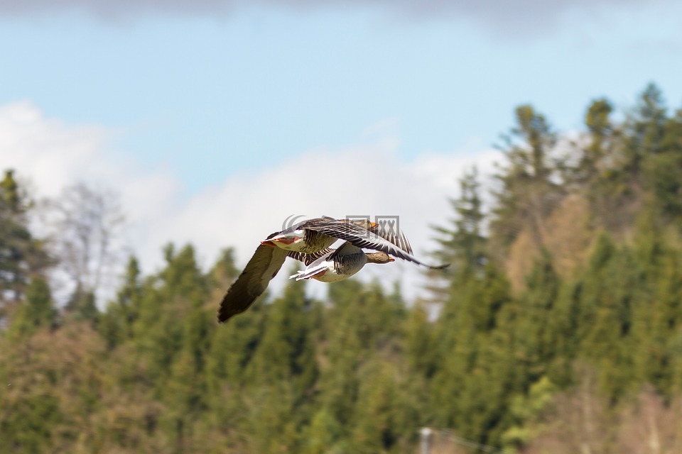 鹅,雁,对航班