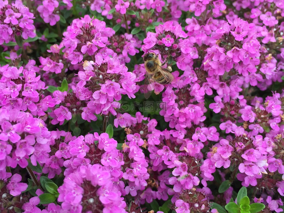 蜜蜂,鲜花鲜花,春天