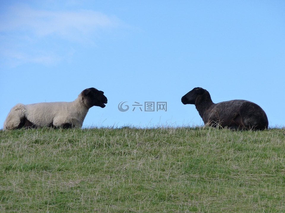 羊,羊毛,东弗里斯
