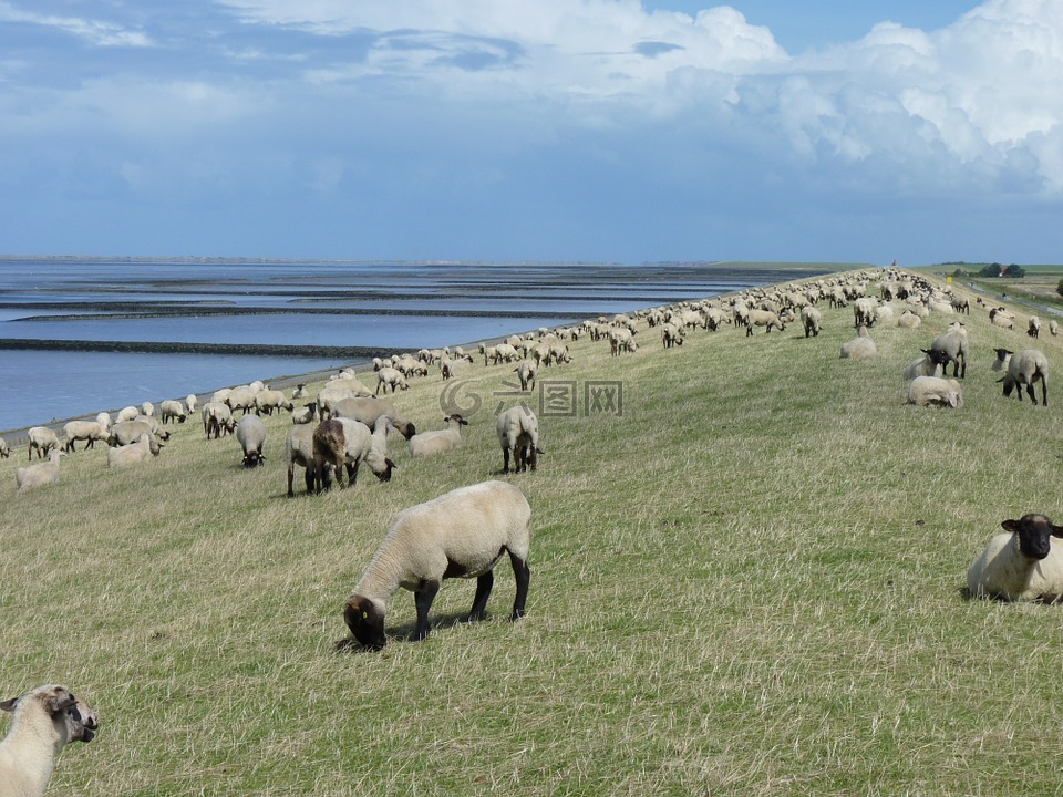 羊群的羊,堤防工程,东弗里斯