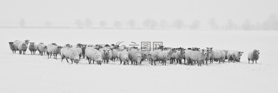 冬天,雪,羊
