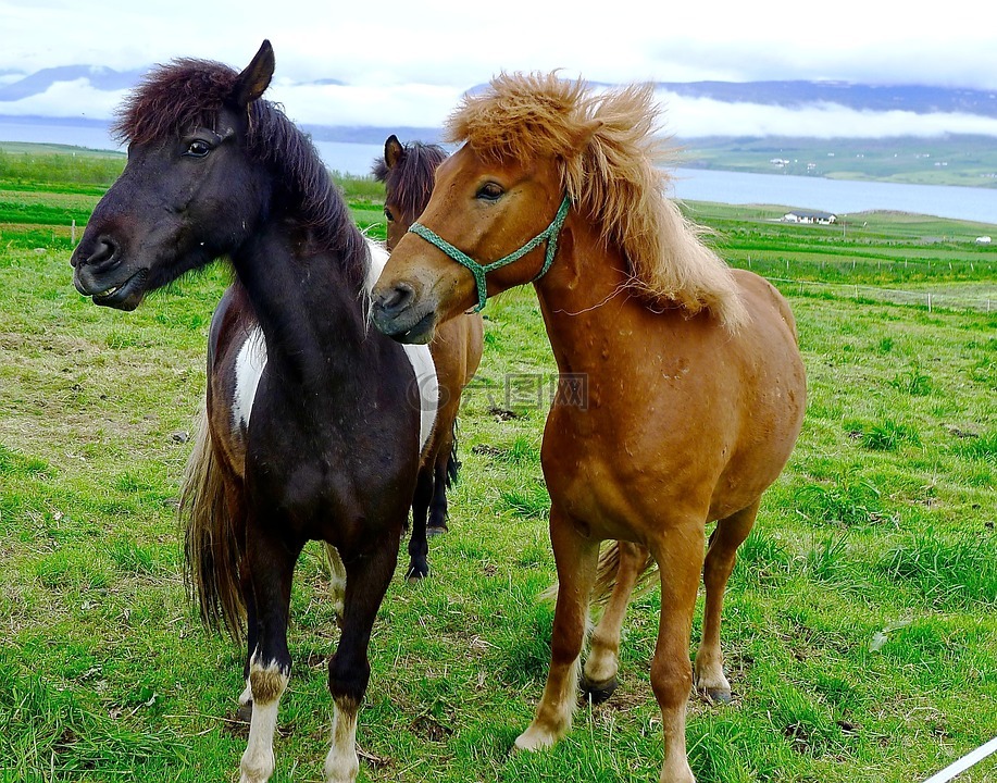 马匹,小马,冰岛