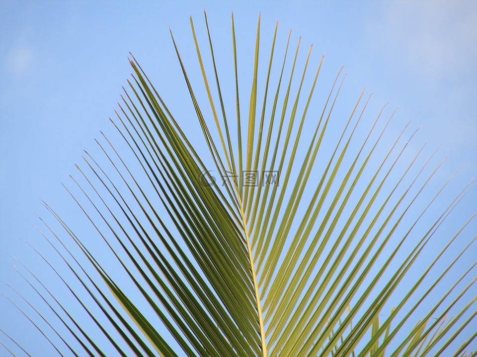 棕榈,棕榈叶,椰子树