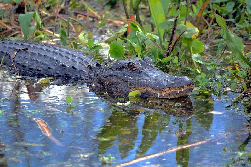 鳄鱼,gator,野生动物