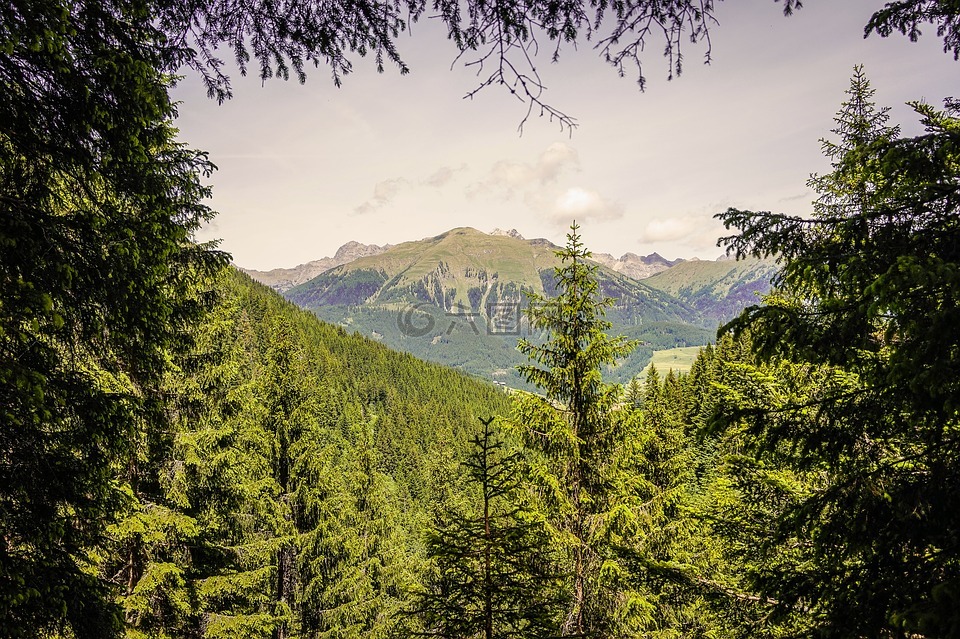 山,森林,高山