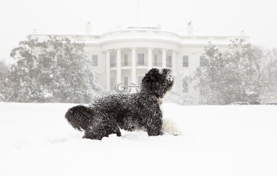 狗,雪,白宫