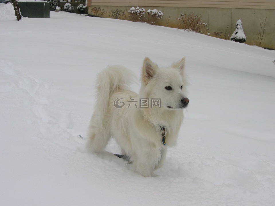 美国爱斯基摩犬,雪,狗