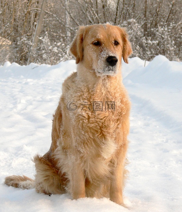 狗,雪,金毛寻回犬