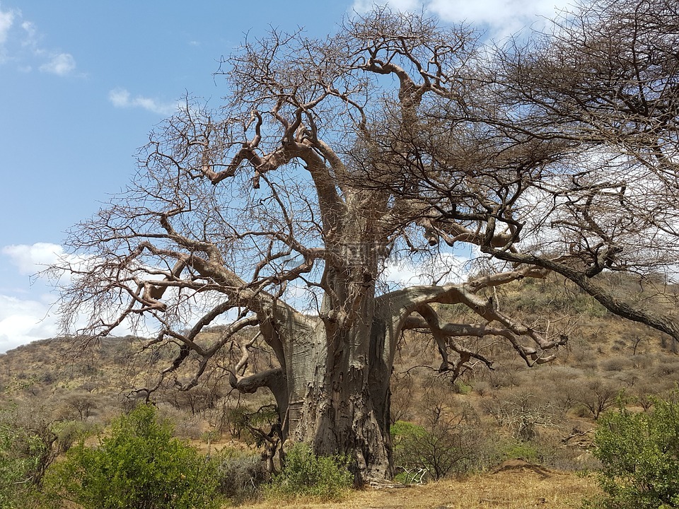 baobab,非洲,坦桑尼亚