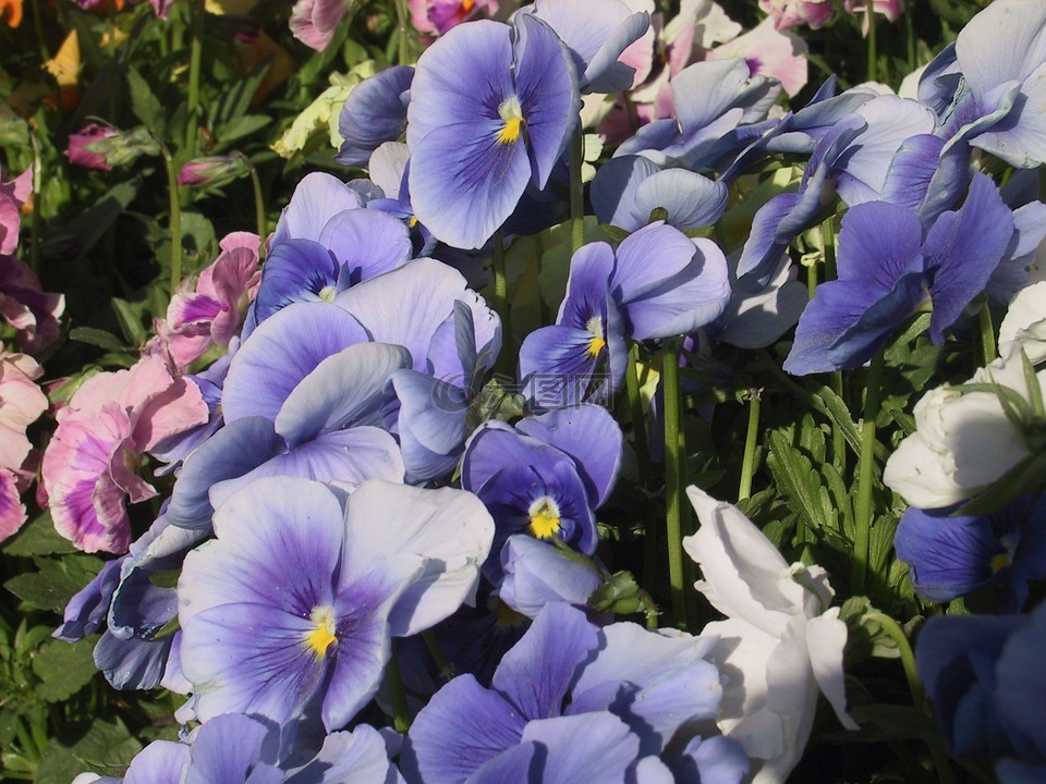 鲜花,三色堇,蓝色