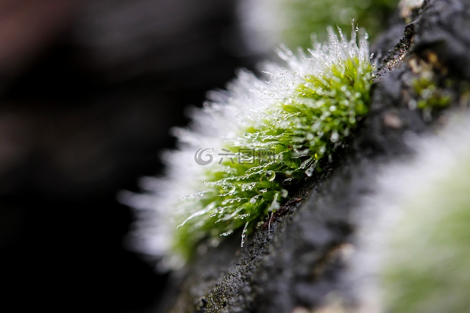 moss,苔靠垫,植物