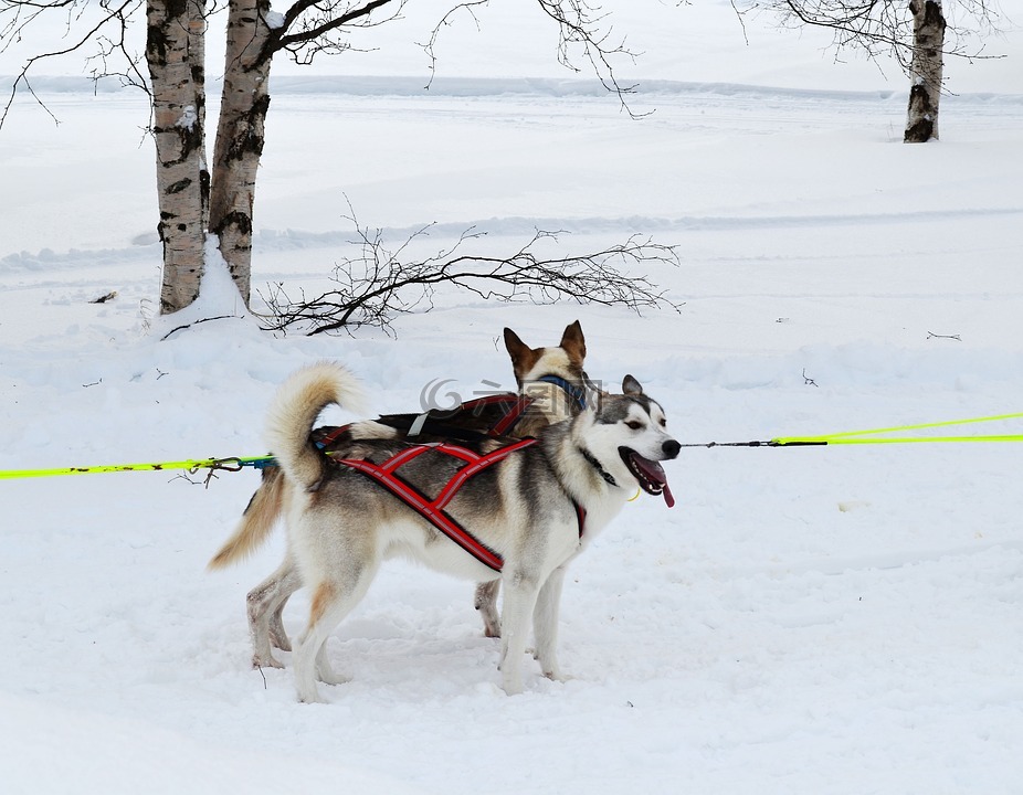 雪橇犬,狗,draghund