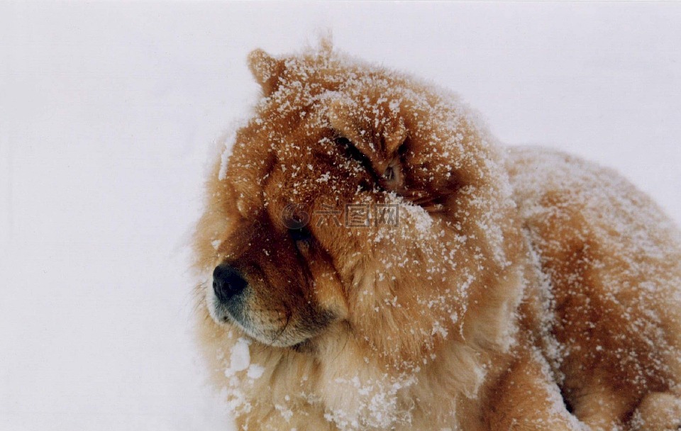 松狮犬,狗,雪