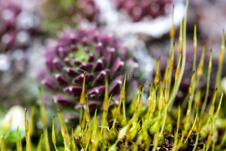 moss,苔花,景天