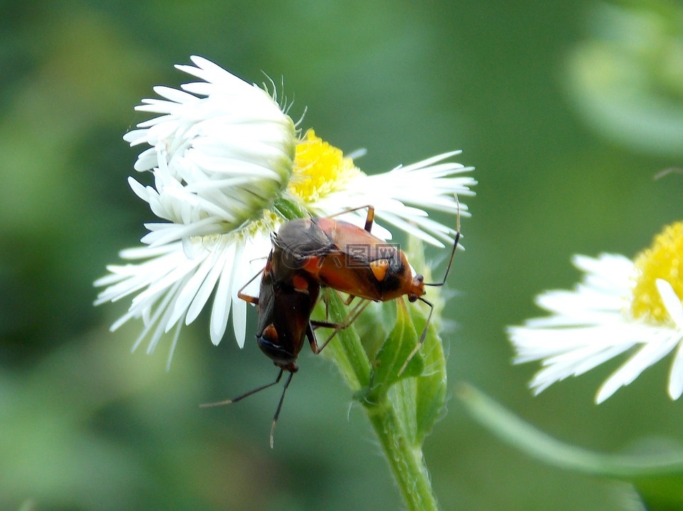 bug,配对,雏菊