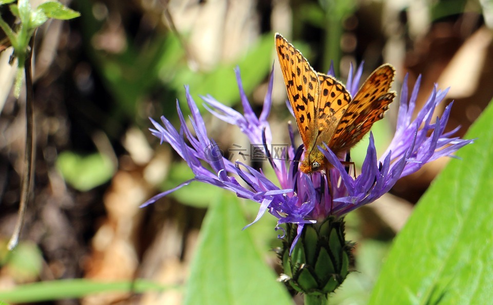 湿地-母亲的珍珠蝴蝶,boloria 塞勒涅,蝴蝶