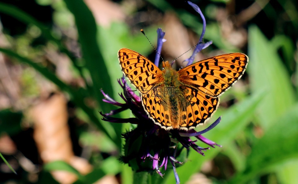 湿地-母亲的珍珠蝴蝶,boloria 塞勒涅,蝴蝶