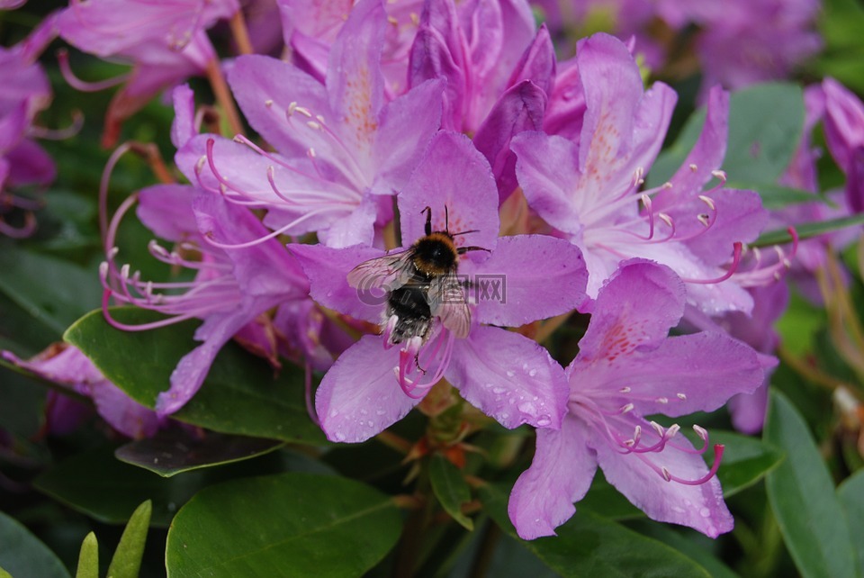 蜜蜂,杜鹃,花