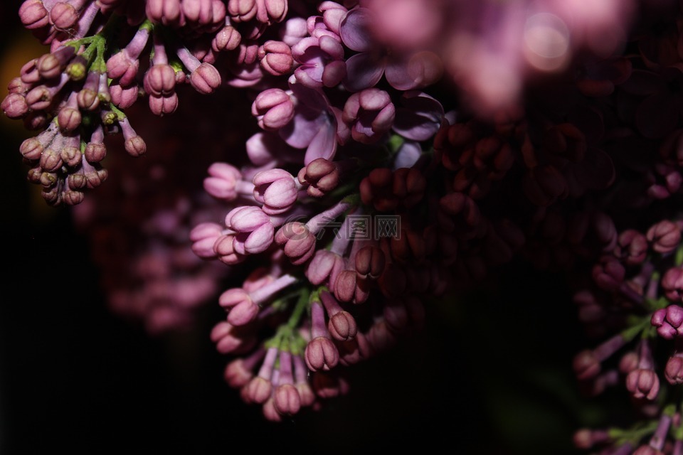 紫丁香,紫色,花