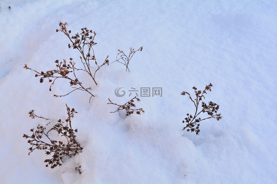 雪,冬季,斯诺德里夫特