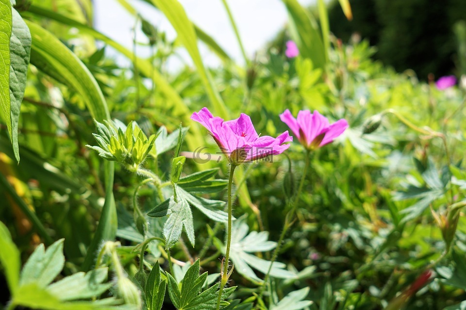 花,草,性质