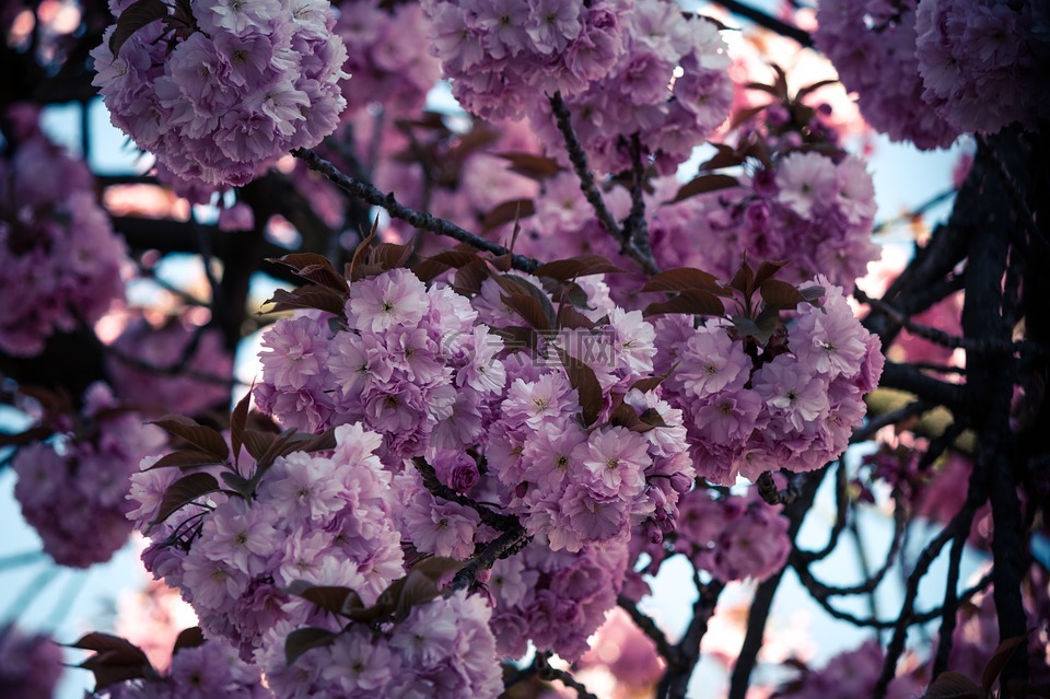 日本樱花,梅花石楠,树