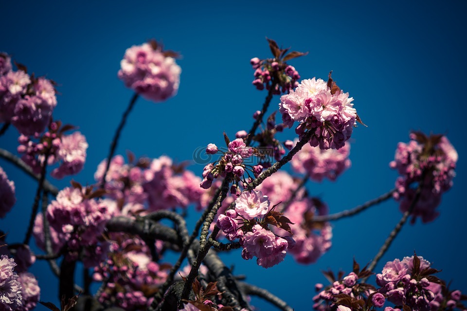 日本樱花,梅花石楠,树