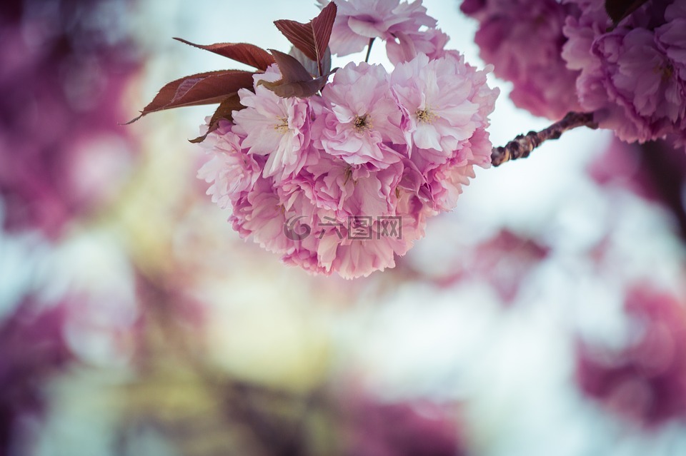 日本樱花,梅花石楠,树