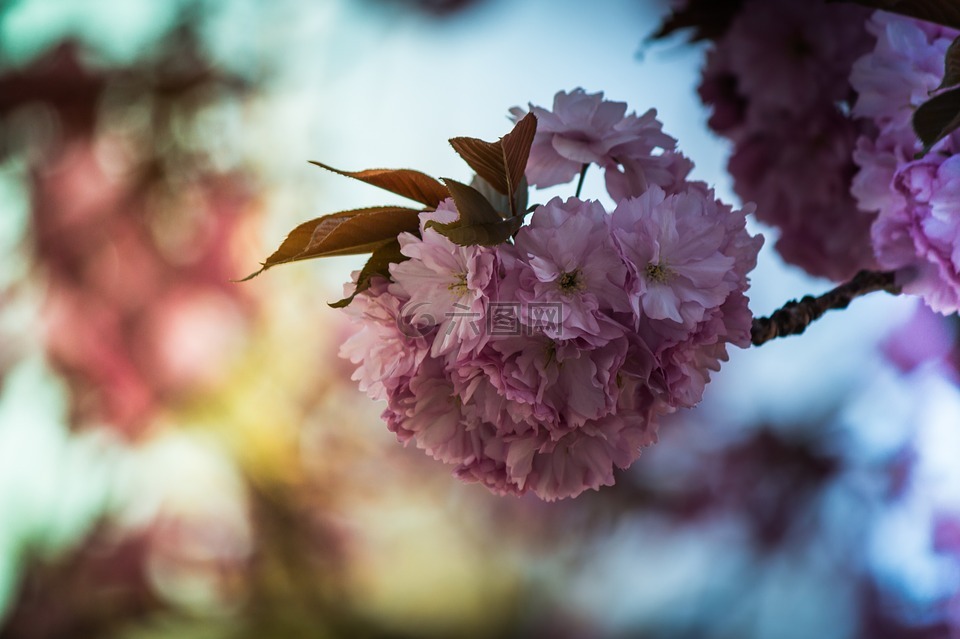 日本樱花,梅花石楠,树