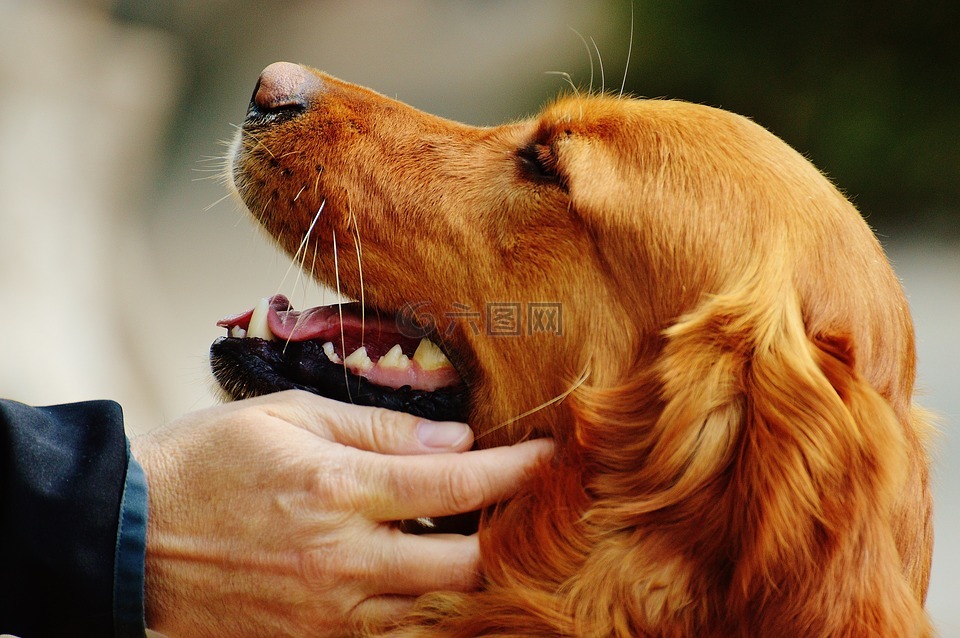 爱尔兰塞特犬,对动物的爱,中风