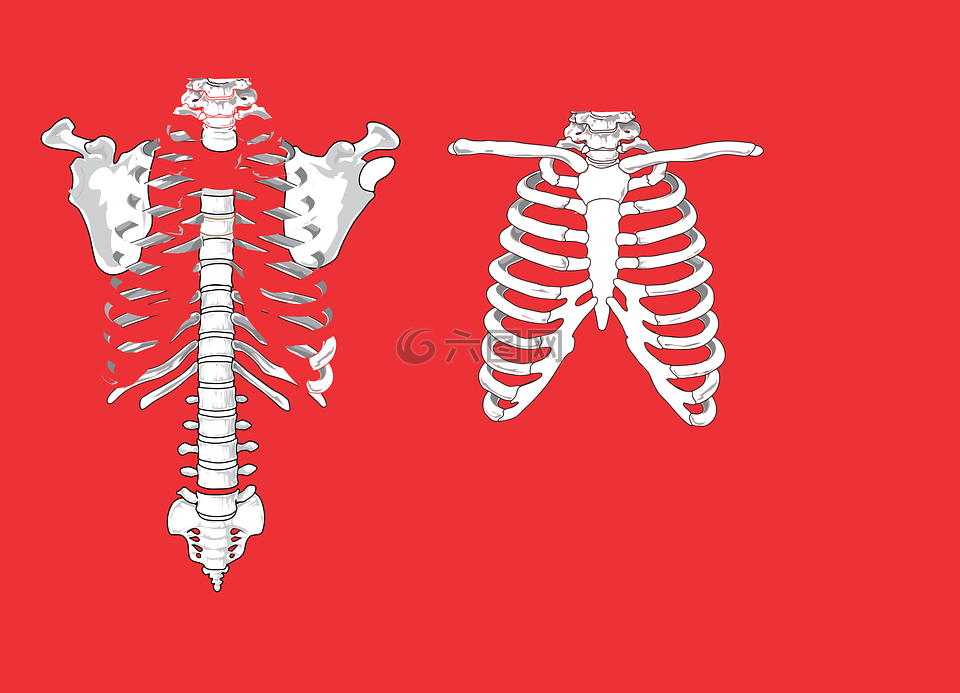 骨架,肋骨,解剖