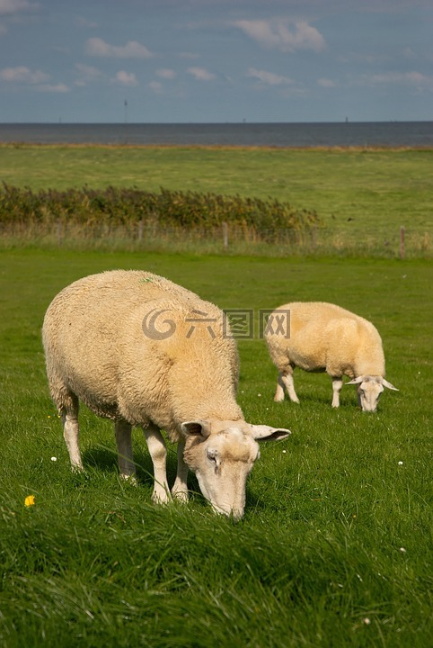 羊,北海,堤防羊