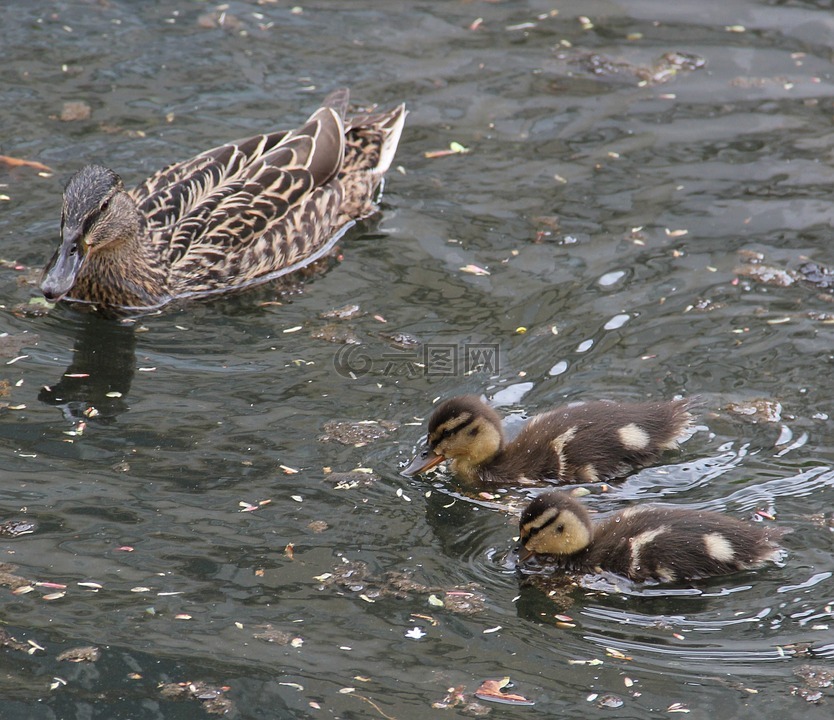 母亲和儿童,绿头鸭,池塘