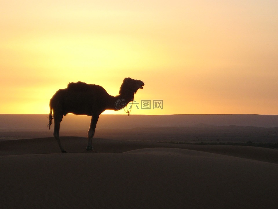 沙漠,骆驼,摩洛哥