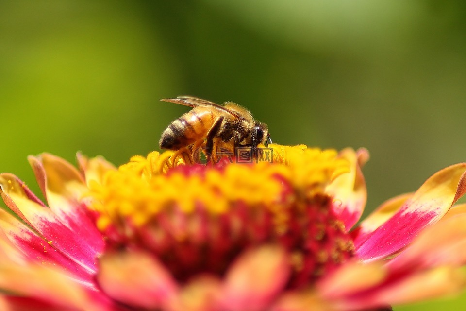 蜜蜂,花,百日草