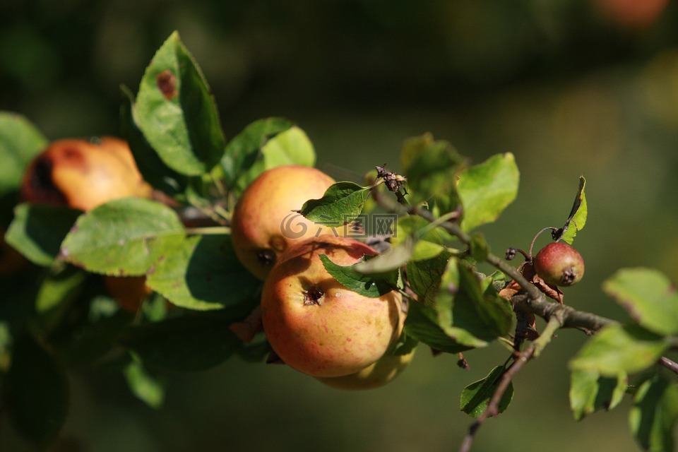 苹果,生物,自然种植
