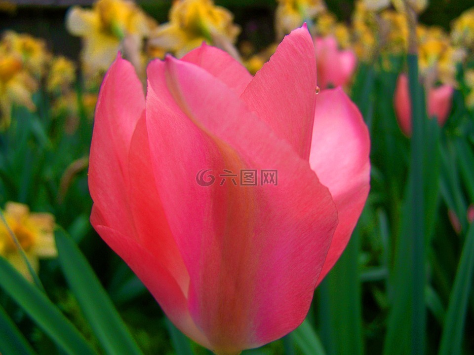 粉红色的郁金香,郁金香,春天的花朵