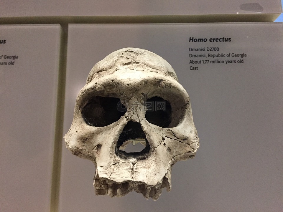 猿人,头骨,祖先