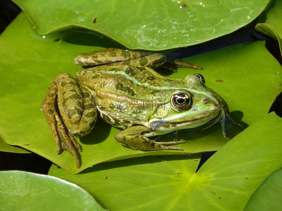 青蛙,绿色,睡莲