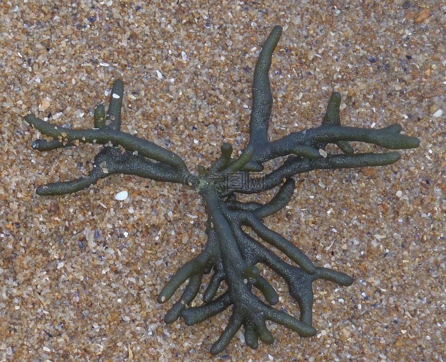 斯塔克豪斯海藻,海洋,绿色海藻
