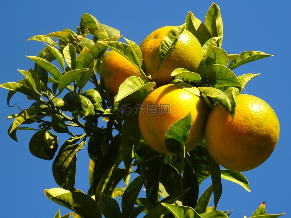 橘子,纳兰霍,树